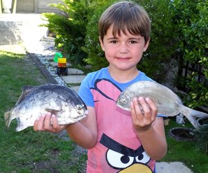 Kolstert vir 1ste vangs